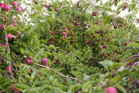 Apples in Tree Stock Photos