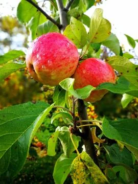 Apples on a tree Stock Photos