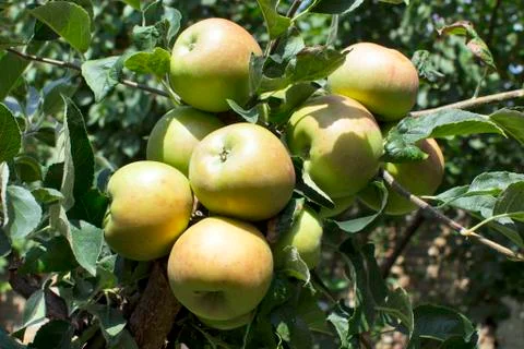 Apples on tree Stock Photos