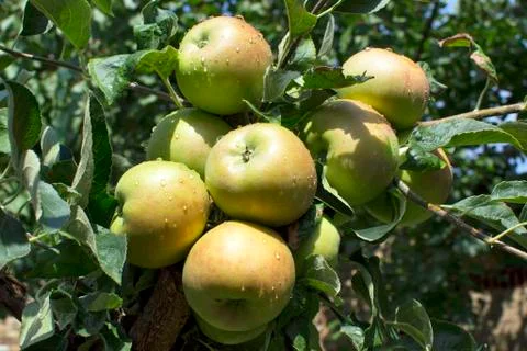 Apples on tree Stock Photos