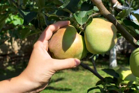 Apples on tree Stock Photos