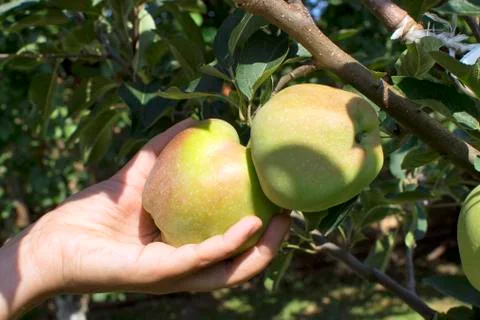 Apples on tree Stock Photos