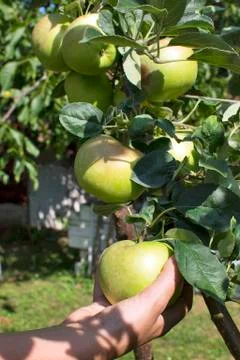 Apples on tree Stock Photos