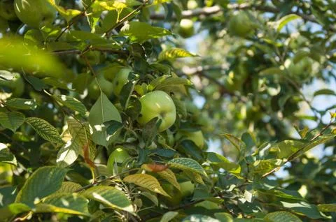 Apples on the tree Stock Photos