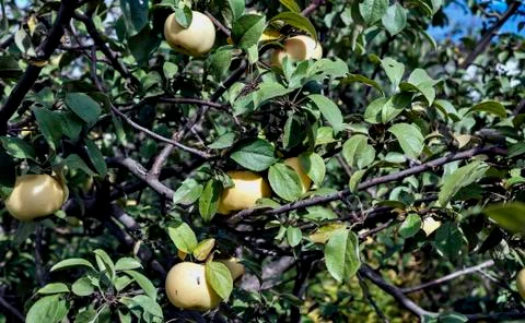 Apples on a tree Stock Photos