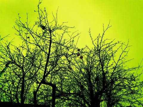 Apples on the tree Stock Photos