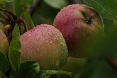 Apples on tree Stock Photos