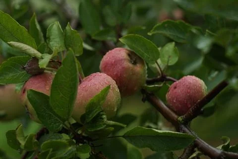 Apples on tree Stock Photos