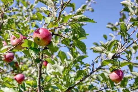 Apples on the Tree Stock-Fotos