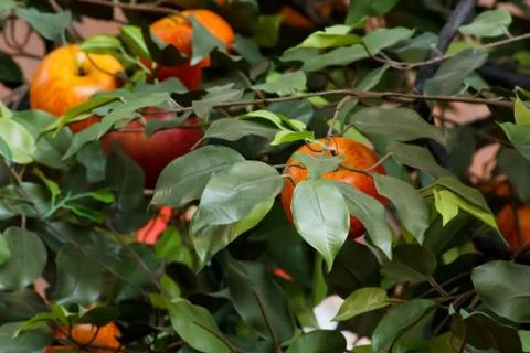 Apples on the Tree Stock Photos