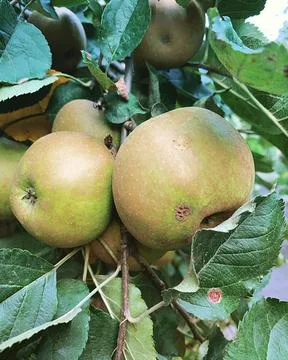 Apples on the tree Stock Photos