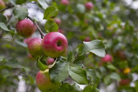 Apples on tree Stock Photos
