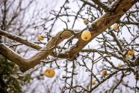 Apples on a tree Stock Photos