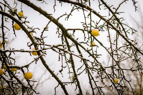 Apples on a tree Stock Photos