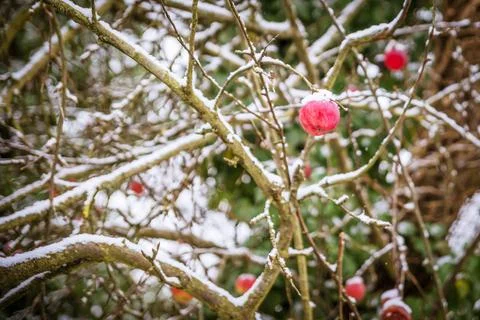 Apples on a tree Stock Photos