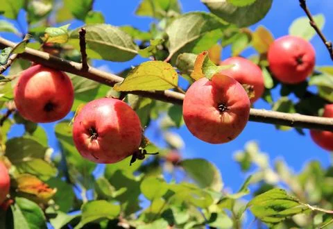 Apples on tree Stock Photos