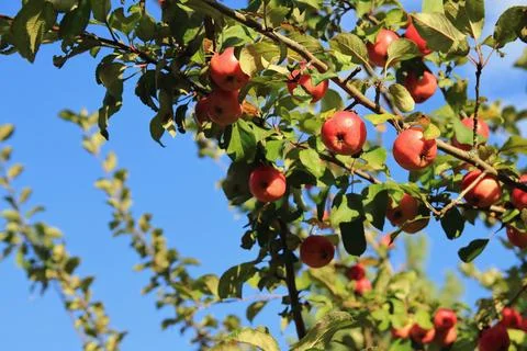 Apples on tree Stock Photos