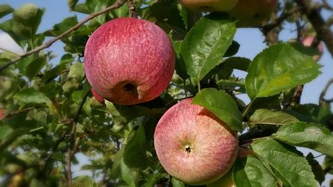 Apples on the tree Stock Photos