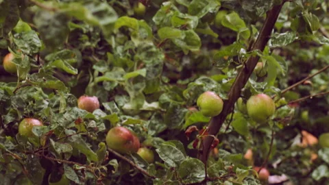 Apples on a tree in the rain Video stock 146957292