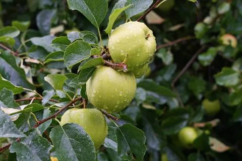 Apples on a tree in the rain Stock Photos