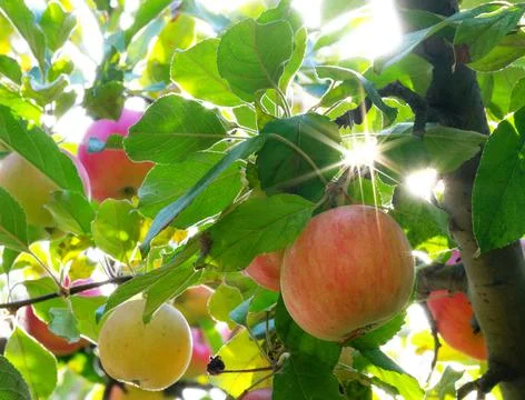 Apples on a tree in the rays of the sun. Stock Photos