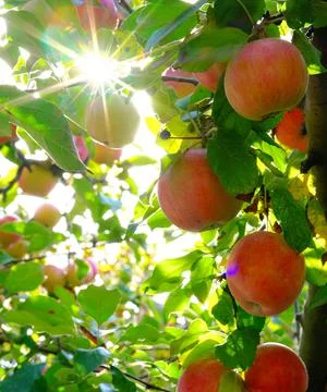 Apples on a tree in the rays of the sun Stock Photos