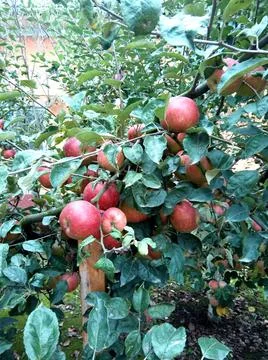 Apples in the tree in Romania Photos