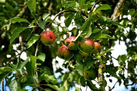 Apples on a tree in summertime Stock Photos