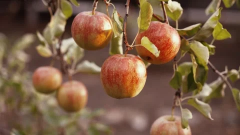 Apples on the tree in a sunny day Stock Footage 286234281