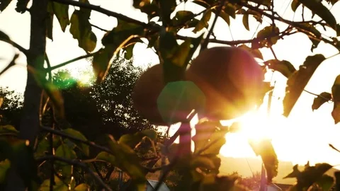 Apples on a tree in a sunny ray Stock Footage 80016096