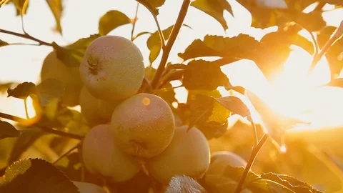 Apples on a tree at sunset The sun breaks through the foliage. Garden Stock Footage 100754944