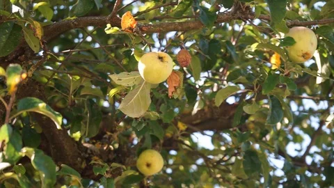 Apples on a tree in the sunshine Stock Footage 116466646