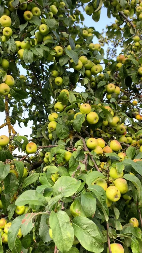 Apples on a tree. Vertical video Stock Footage 283379526