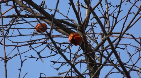 Apples on a Tree in Winter Against a Blue Sky. 4k Ultra HD Vídeos de archivo 48144742