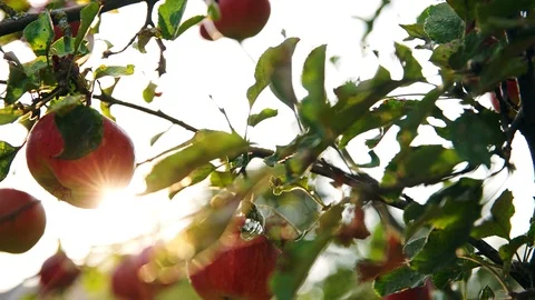 Apples on a tree in your own fruit orchard Stockbeeldmateriaal 96019155