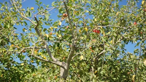 Apples on trees in front of blue sky Stock Footage 116246154