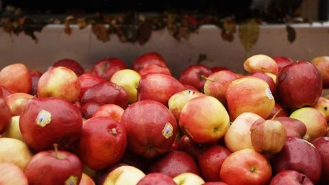 Apples tumbling onto processing line at orchard A Stock Footage 124327365