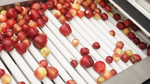 Apples tumbling onto processing line at orchard B Stock Footage 124328198
