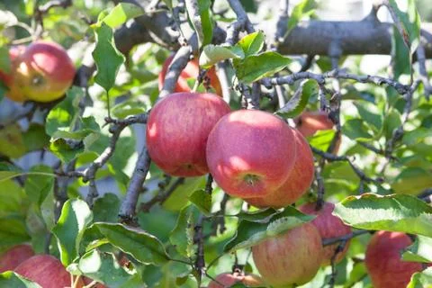 Apples on the twig Stock Photos