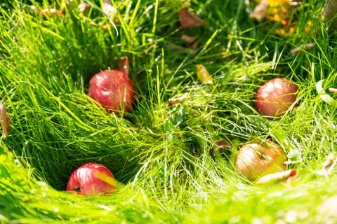Apples under apple tree Stock Photos