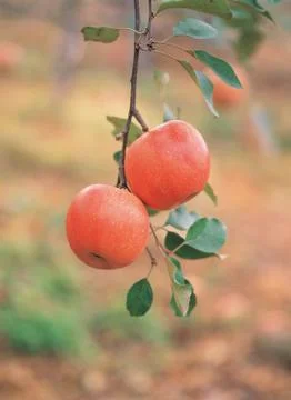 Apples under branch Stock Photos