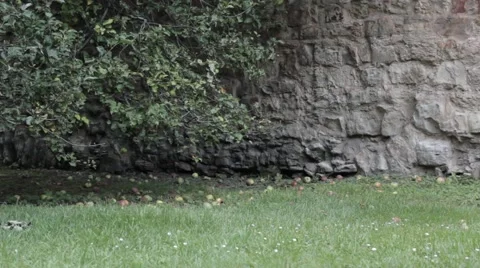 Apples under a tree Stock Footage 41457140