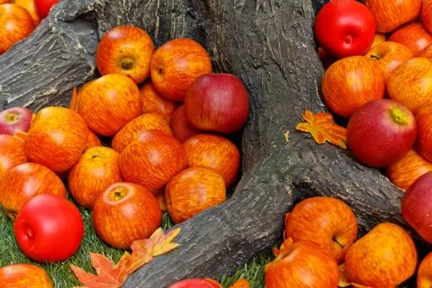 Apples Under the Tree 写真素材