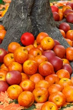 Apples Under the Tree 写真素材