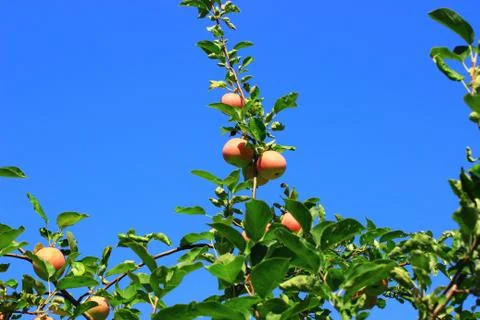 Apples on the upper branches of the tree Foto stock