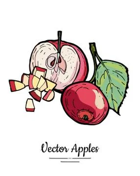 Apples vector isolated set. Whole half cut chopped apples. Red fruit hand dra Stock Illustration