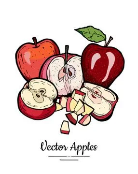 Apples vector isolated set. Whole, half, quarter, cut apples, leaf. Red fruit Stock Illustration