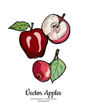 Apples vector isolated set. Whole, half cut apples, leaves. Red fruit hand dr Stock Illustration