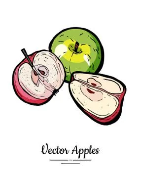 Apples vector isolated set. Whole, half, quarter cut apples. Red green fruit  Stock Illustration