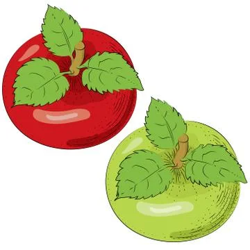 Apples vector isolated. Whole apples. Red green fruits hand drawn illustration Stock Illustration
